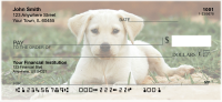Yellow Lab Puppies Personal Checks | DOG-72