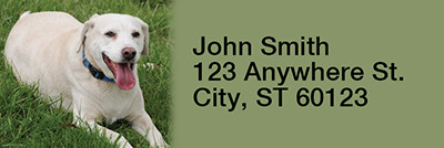 Yellow Labradors Rectangle Address Labels | LRRDOG-10