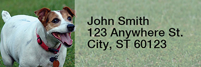 Mischievous Jack Russells Rectangle Address Labels | LRRDOG-58